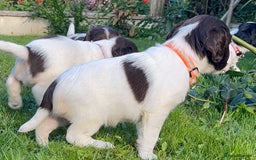 Sprocker dogs for sale: Sprocker Puppies - Image 32