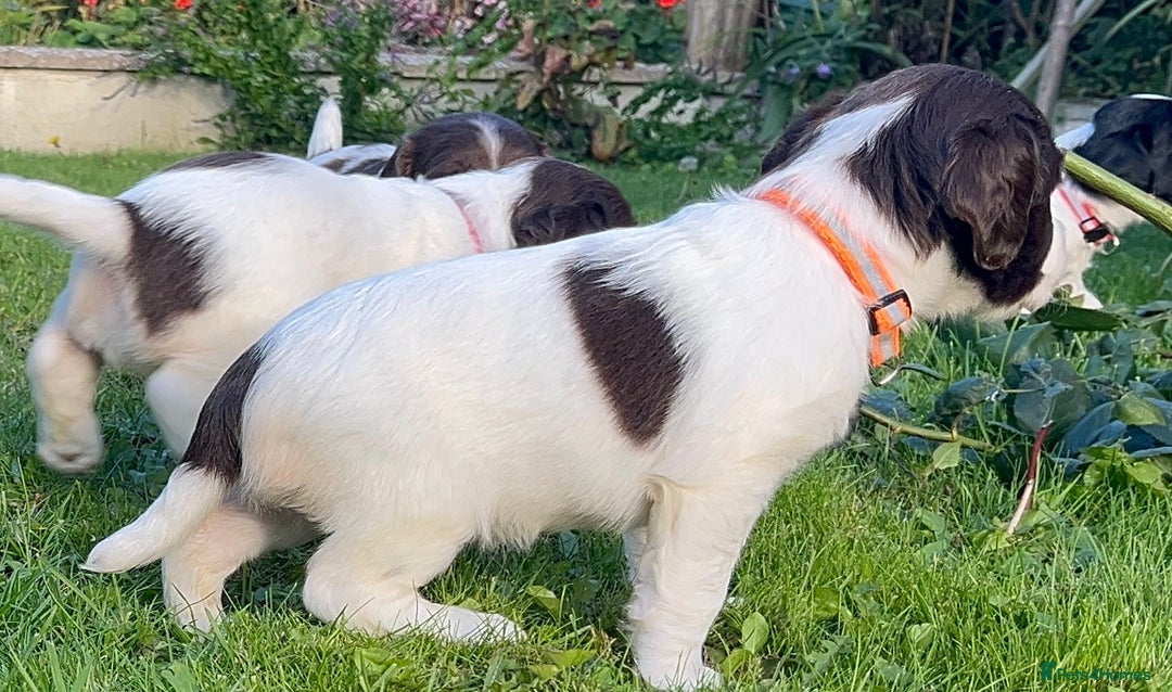 Sprocker dogs for sale: Sprocker Puppies - Image 32