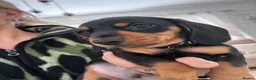 Miniature Dachshund dogs for sale: 3 gorgeous miniature Dachshunds. 🐶 READY TO GO!  - Advert 17