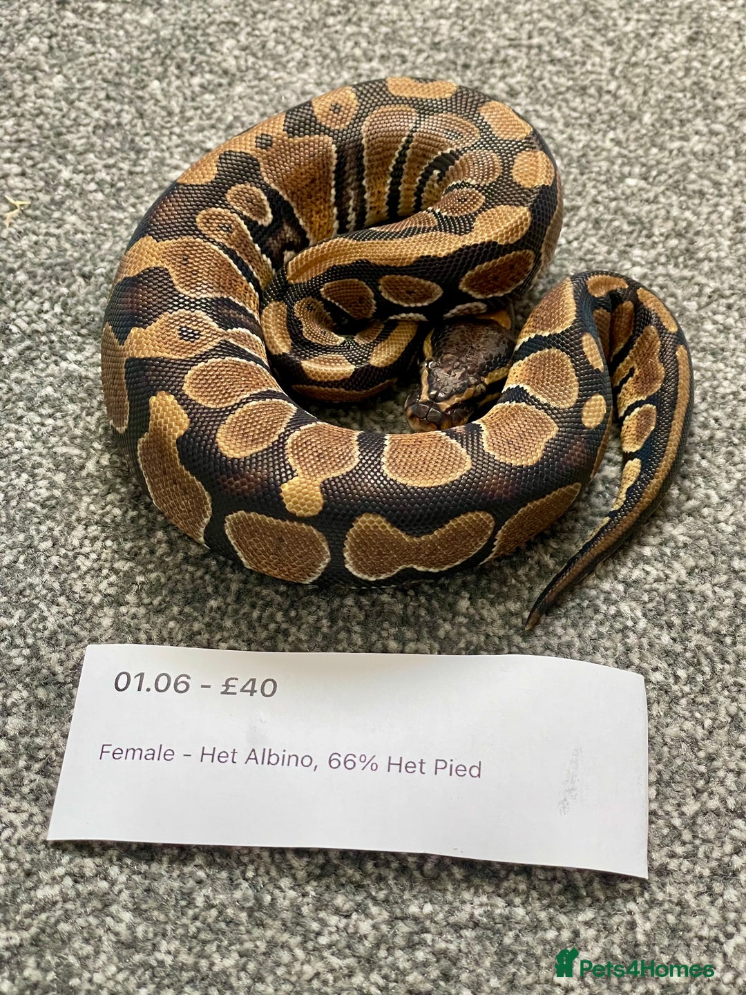 Python Snake reptiles for sale: Het Albino 66% Het Pied Royal Python (Ball Python) - Advert 4