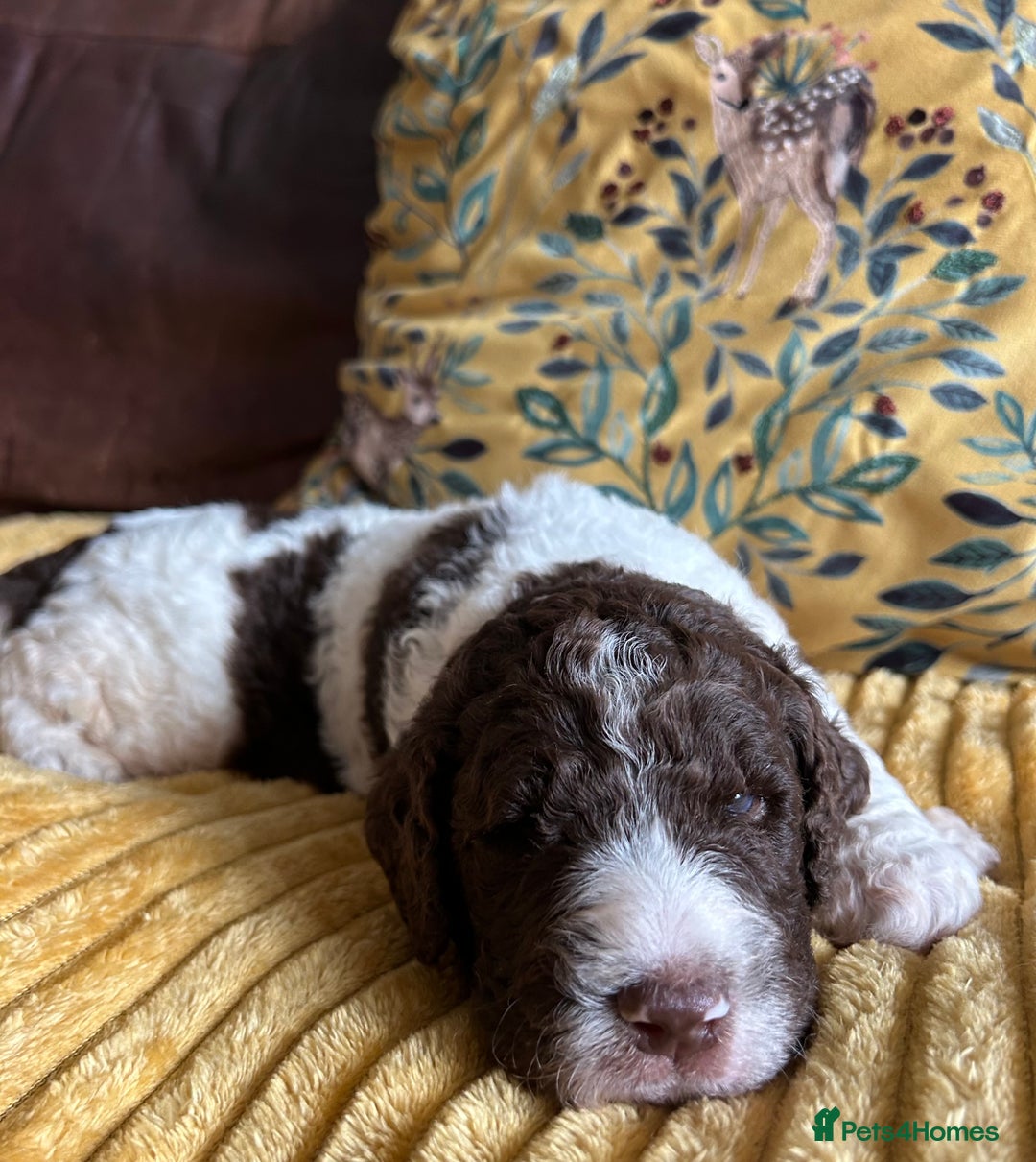 Newfypoo dogs for sale: F1B Parti Newfypoo  - Advert 2