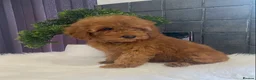 Miniature Poodle dogs for sale: Stunning Red Minature Poodle Boy  - Advert 5