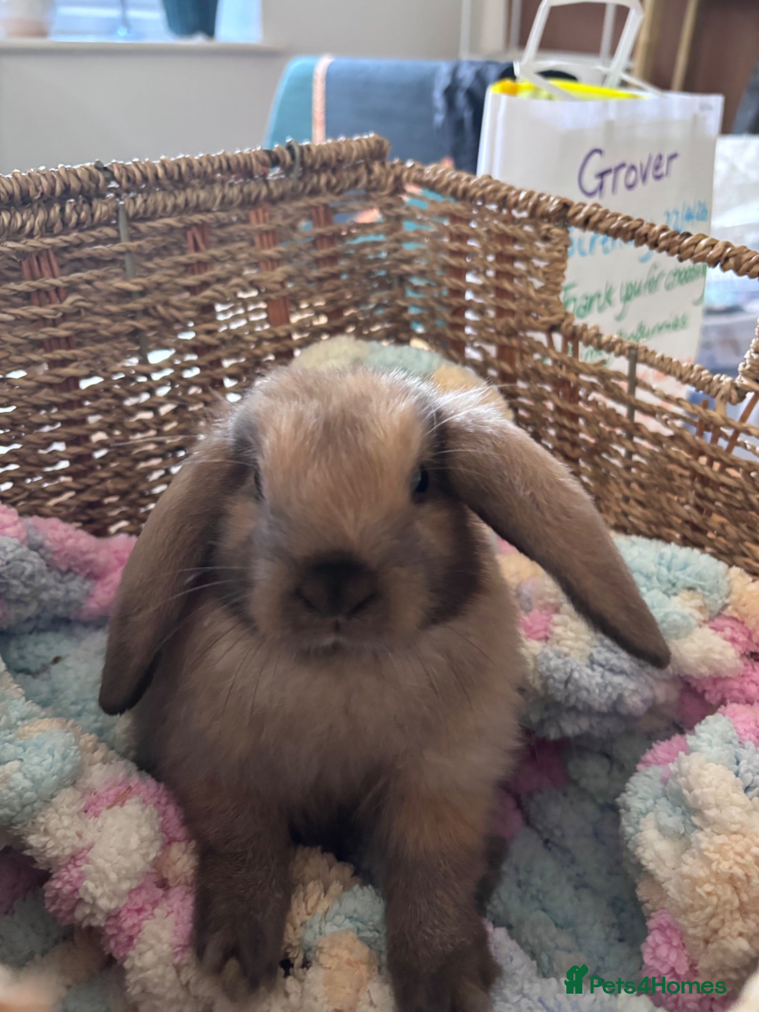 Mini Lop rabbits Last 3 Baby Bunnies - Ready Now - Advert 5