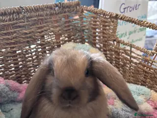 Mini Lop rabbits Last 3 Baby Bunnies - Ready Now - Advert 5