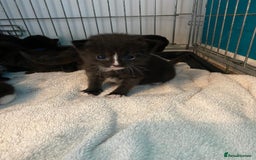 Mixed Breed cats for sale: Kittens  - Image 2