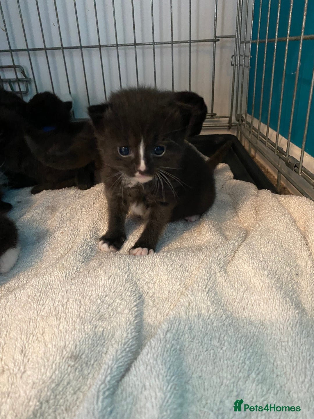 Mixed Breed cats for sale: Kittens  - Image 2