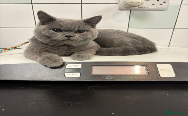 British Shorthair cats - Advert 8
