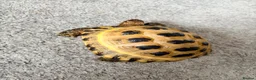 Tortoise reptiles for sale: Horsefield tortoise  - Advert 4