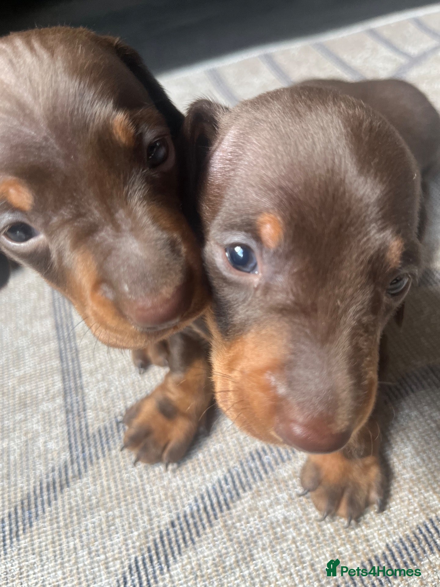 Miniature Dachshund dogs 2 absolute stunning chocolate and tan boys - Advert 2