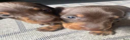 Miniature Dachshund dogs for sale: 2 absolute stunning chocolate and tan boys - Advert 1