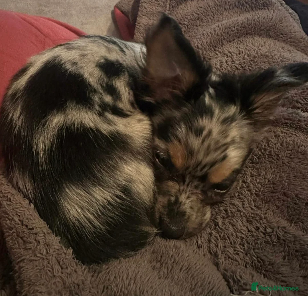 Chihuahua dogs for stud: Merle long haired Chihuahua Stud in Nottingham - Advert 17