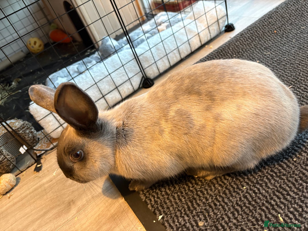 Rex rabbits for sale: Female rabbit - Advert 3