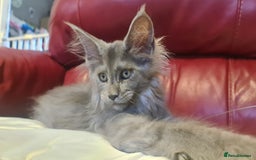 Maine Coon cats for sale: Maine Coon kittens registered with GCCF - Image 11