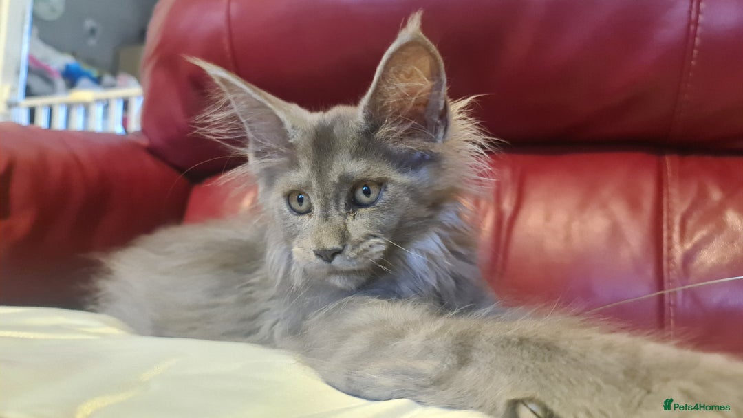 Maine Coon cats for sale: Maine Coon kittens registered with GCCF - Image 11