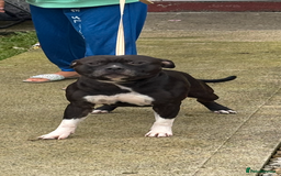 Staffordshire Bull Terrier dogs for stud: Django for stud - Image 1