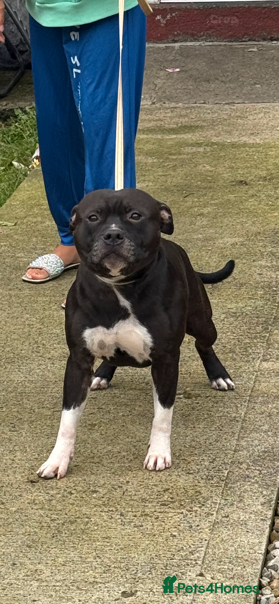 Staffordshire Bull Terrier dogs for stud: Django for stud - Image 1