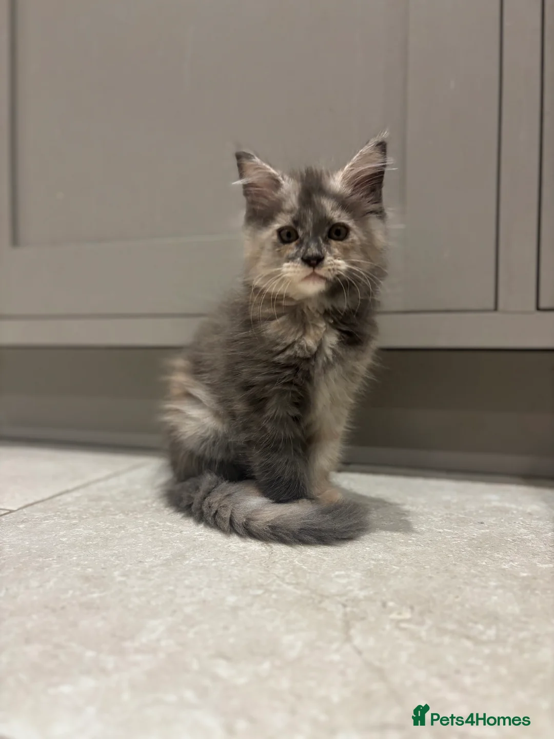 Maine Coon cats for sale: TICA Maine Coon Kittens - ready now - Advert 8