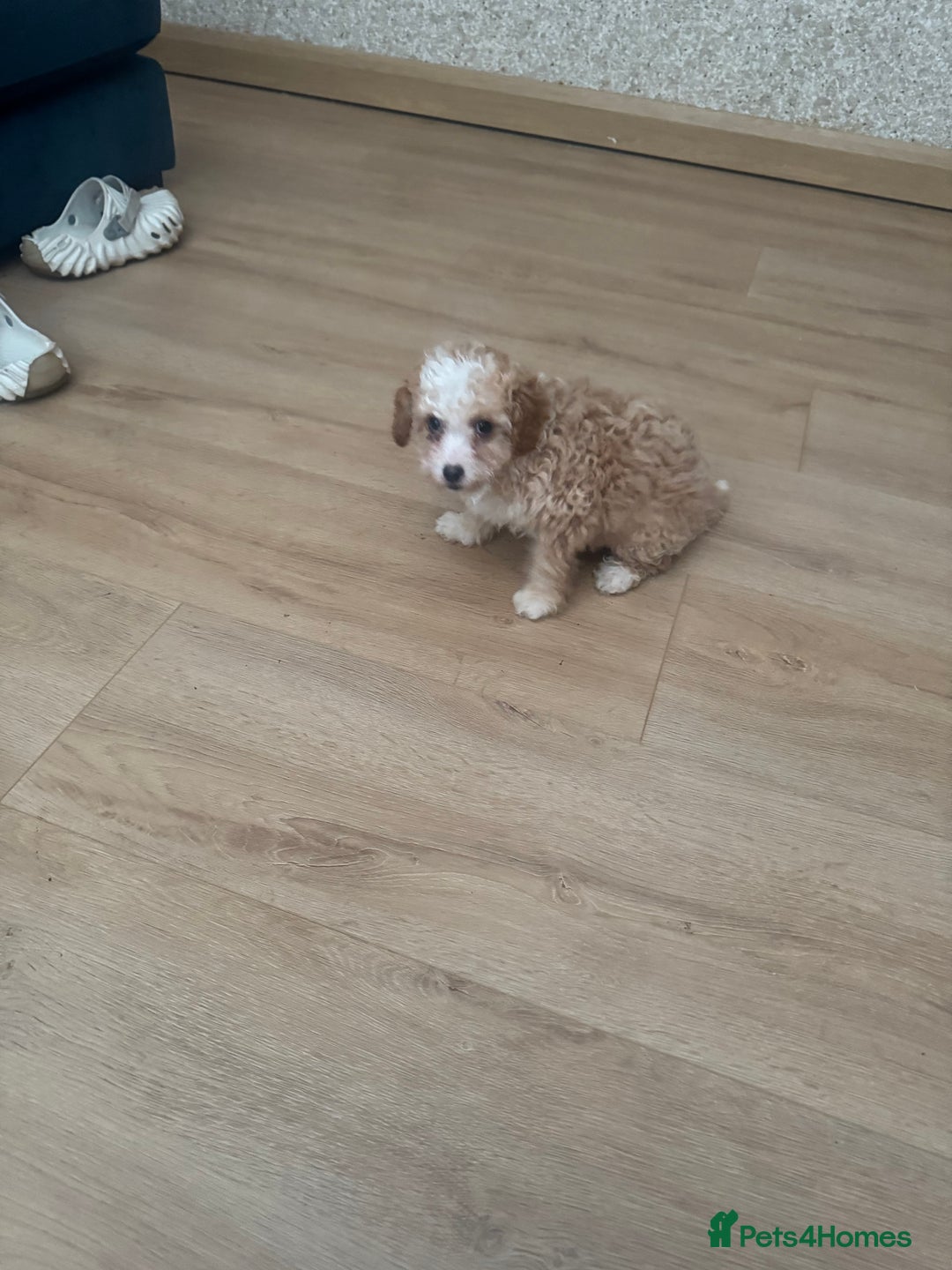 Cavapoo dogs for sale: Adorable cavapoo girl puppy - Advert 7