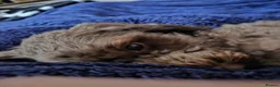 Sproodle dogs for sale: Beautiful Sproodle pups - Advert 3