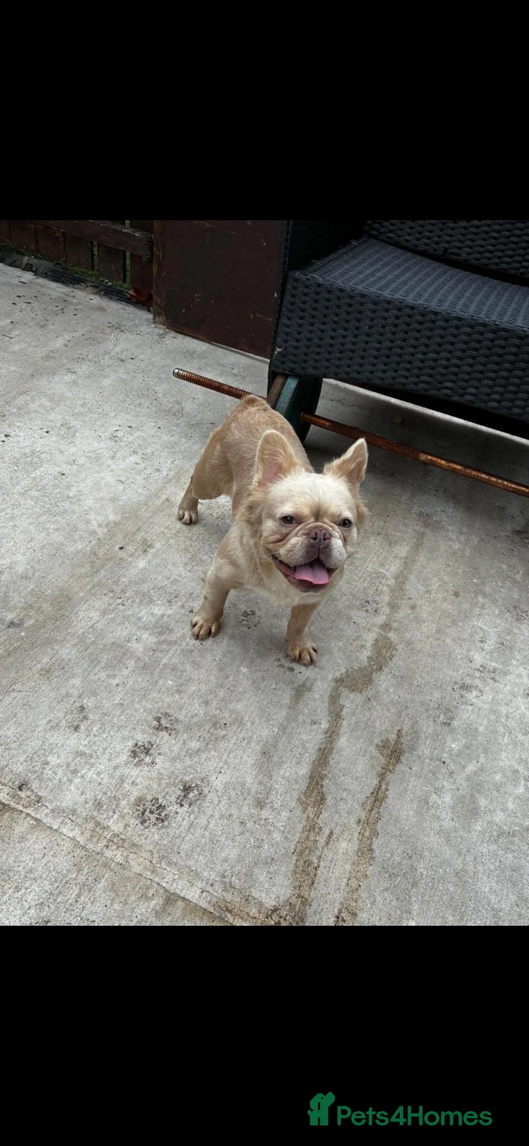 French Bulldog dogs for sale: Fluffy French bulldog  in Rotherham - Advert 4