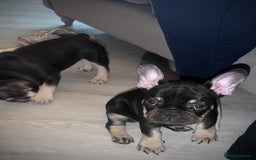 French Bulldog dogs for sale: Ready now!!! - Image 5