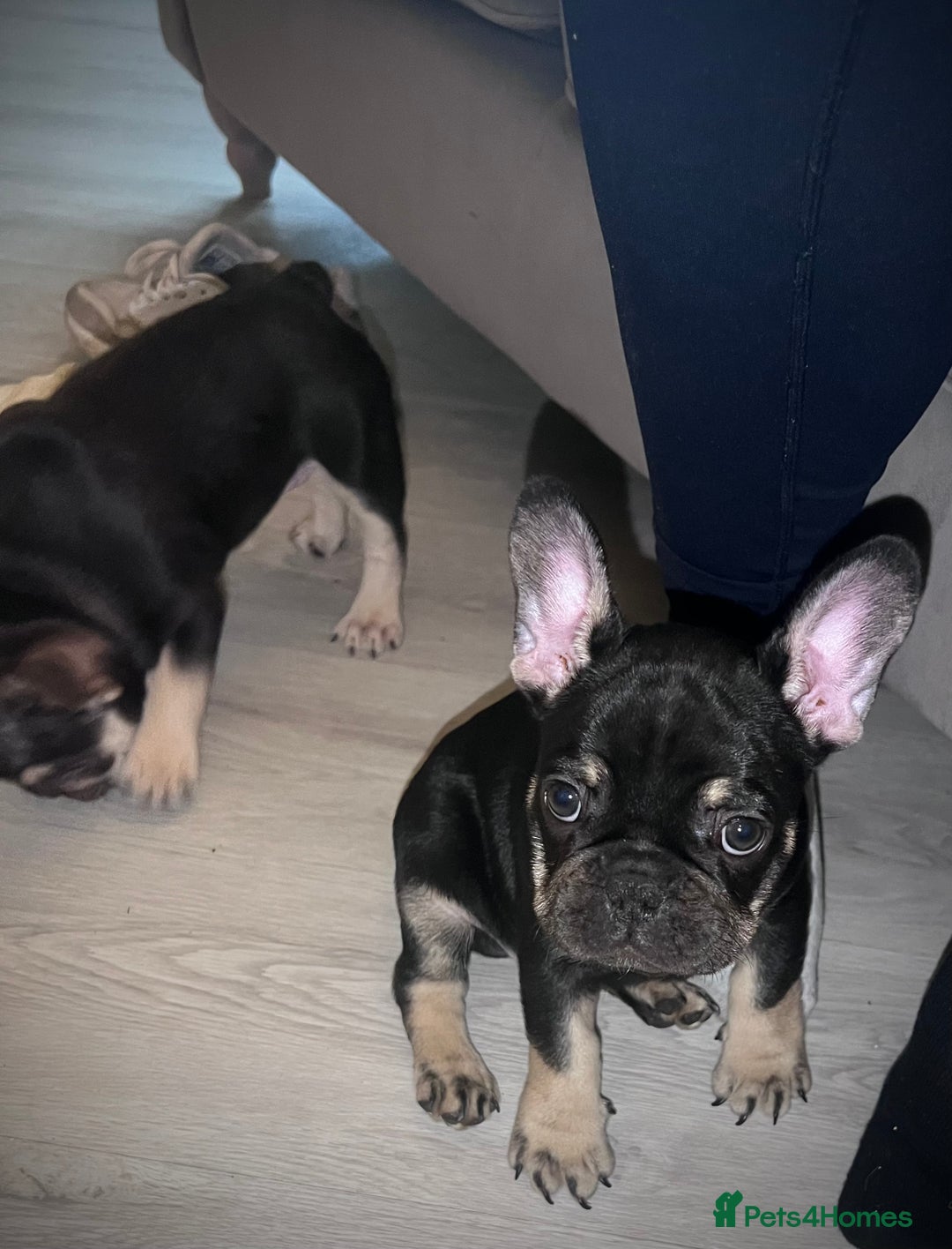 French Bulldog dogs for sale: Ready now!!! - Image 5