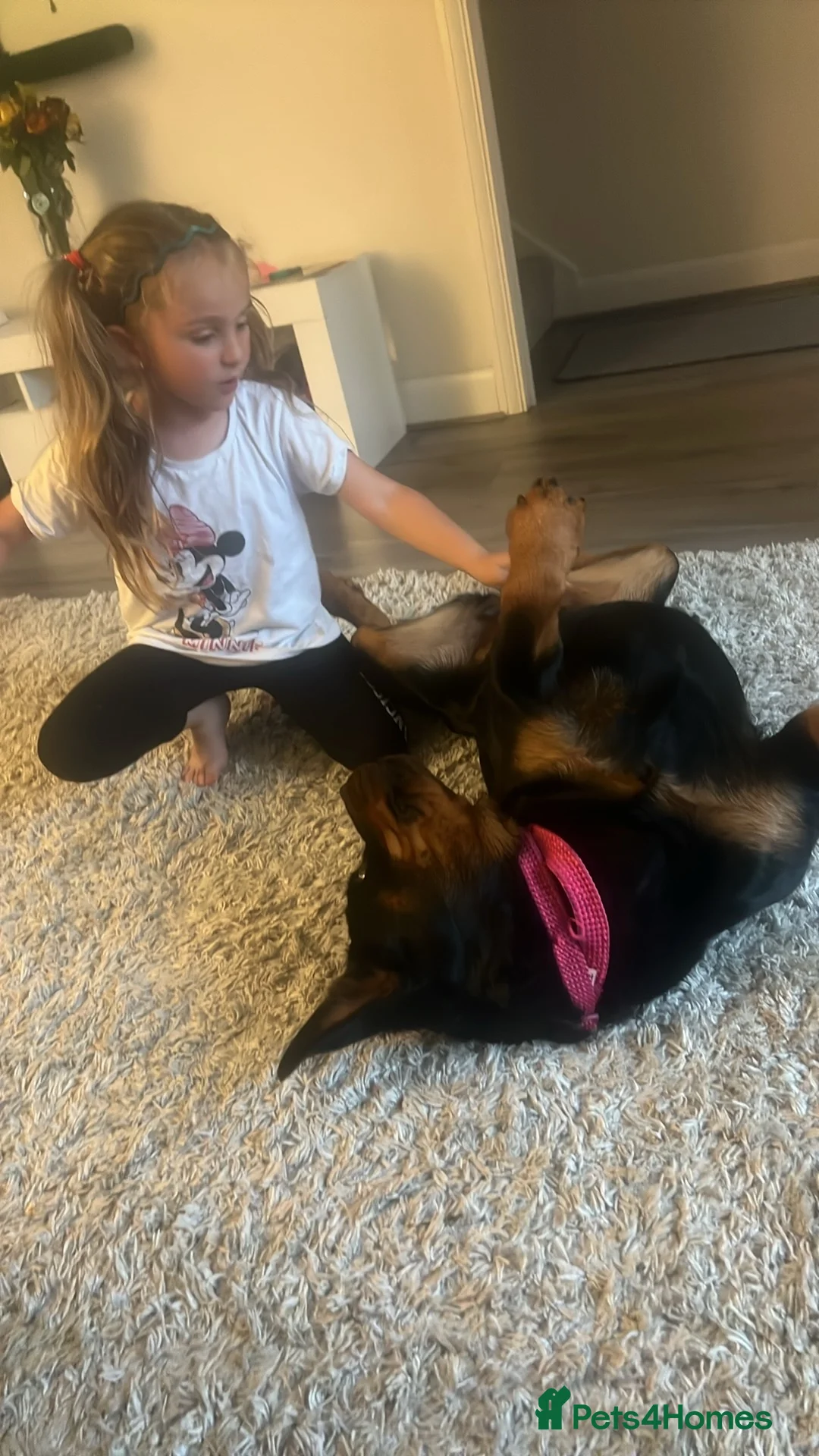 Rottweiler dogs for sale: Rottweiler for sale - Advert 2