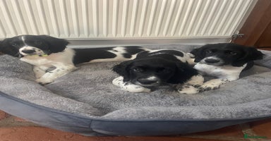English Springer Spaniel dogs - Advert 7