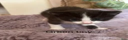 Mixed Breed cats for sale: Fluffy black and white kittens  - Advert 21
