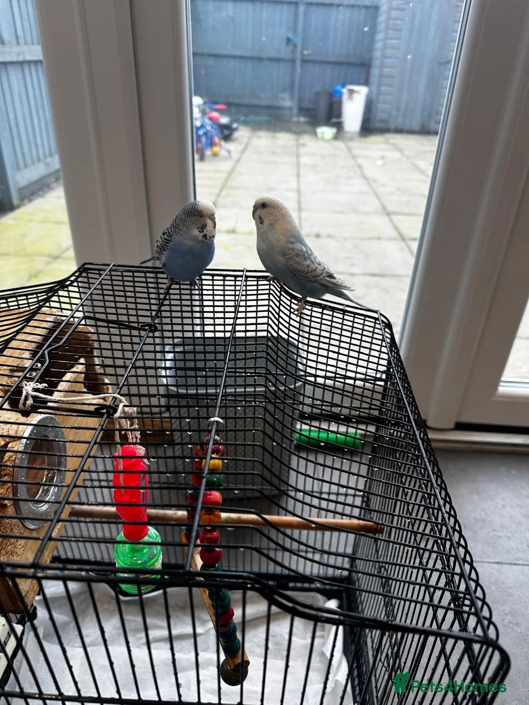 Budgerigars birds for sale: budgie - Advert 5