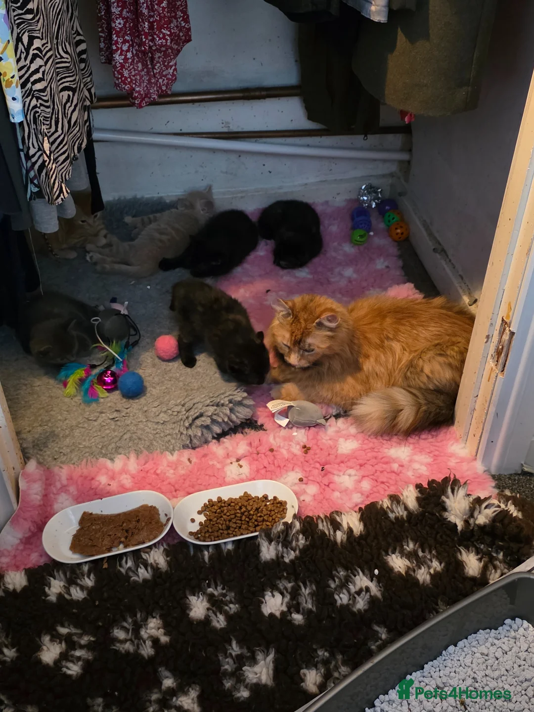 Ragdoll cats for sale: Ragdoll/mix breed - Advert 2
