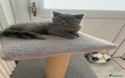 British Shorthair cats for sale: British shorthair kittens - Image 15