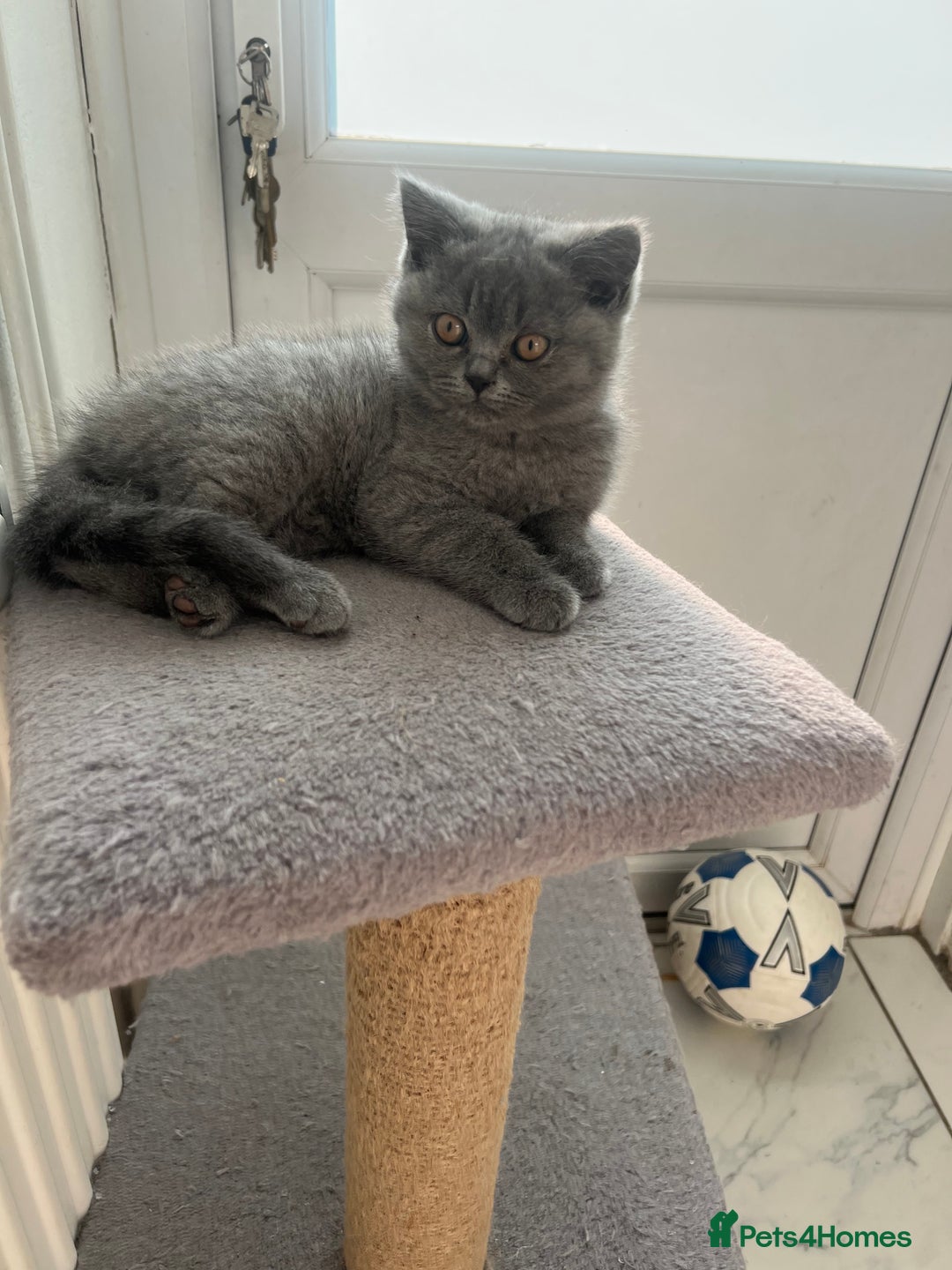 British Shorthair cats for sale: British shorthair kittens - Image 15