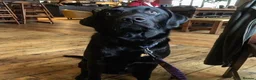 Labrador Retriever dogs for stud: Five Gen Pedigree Labrador for Stud - Advert 2