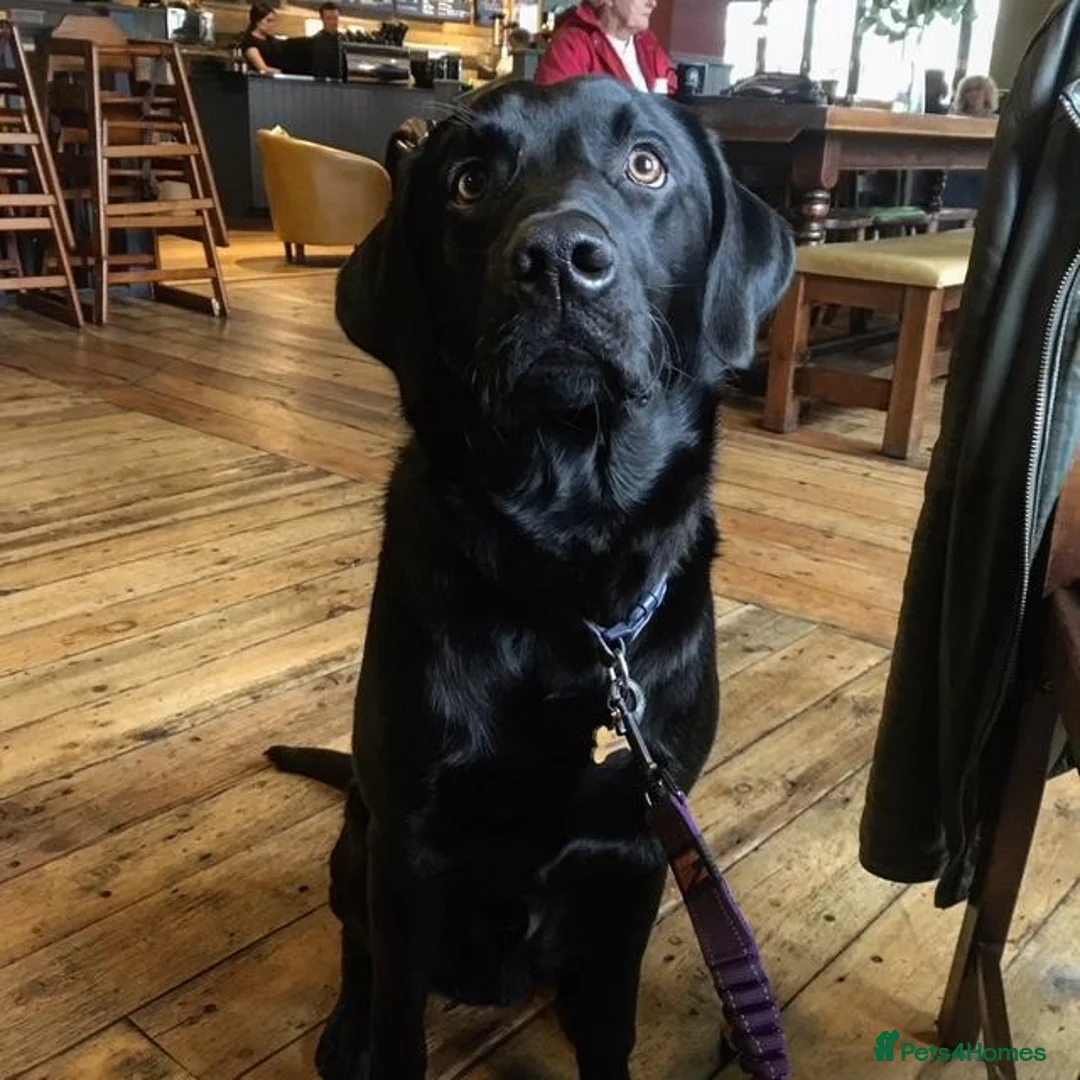 Labrador Retriever dogs for stud: Five Gen Pedigree Labrador for Stud - Advert 2