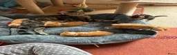 Domestic Shorthair cats for sale: Kittens for sale  - Advert 10