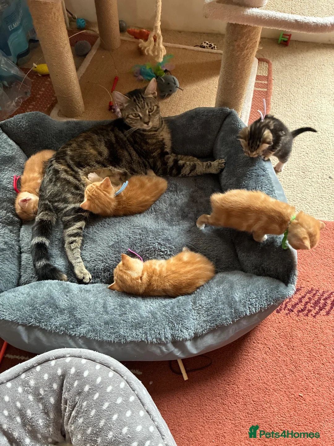 Domestic Shorthair cats for sale: Kittens for sale  - Advert 10