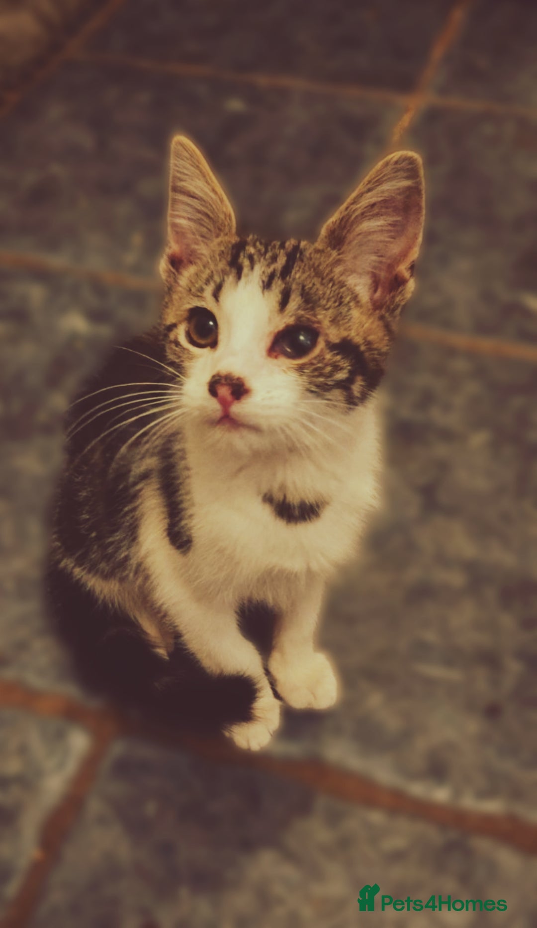 British Shorthair cats for sale: Last male kitten - Image 1