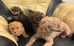 Toy Poodle dogs for sale: adorable toy poodle pups health tested  - Advert 1