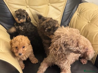 Toy Poodle dogs adorable toy poodle pups health tested - Advert 1