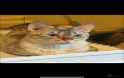 Bengal cats for sale: Snow lynx bengal male  - Image 2