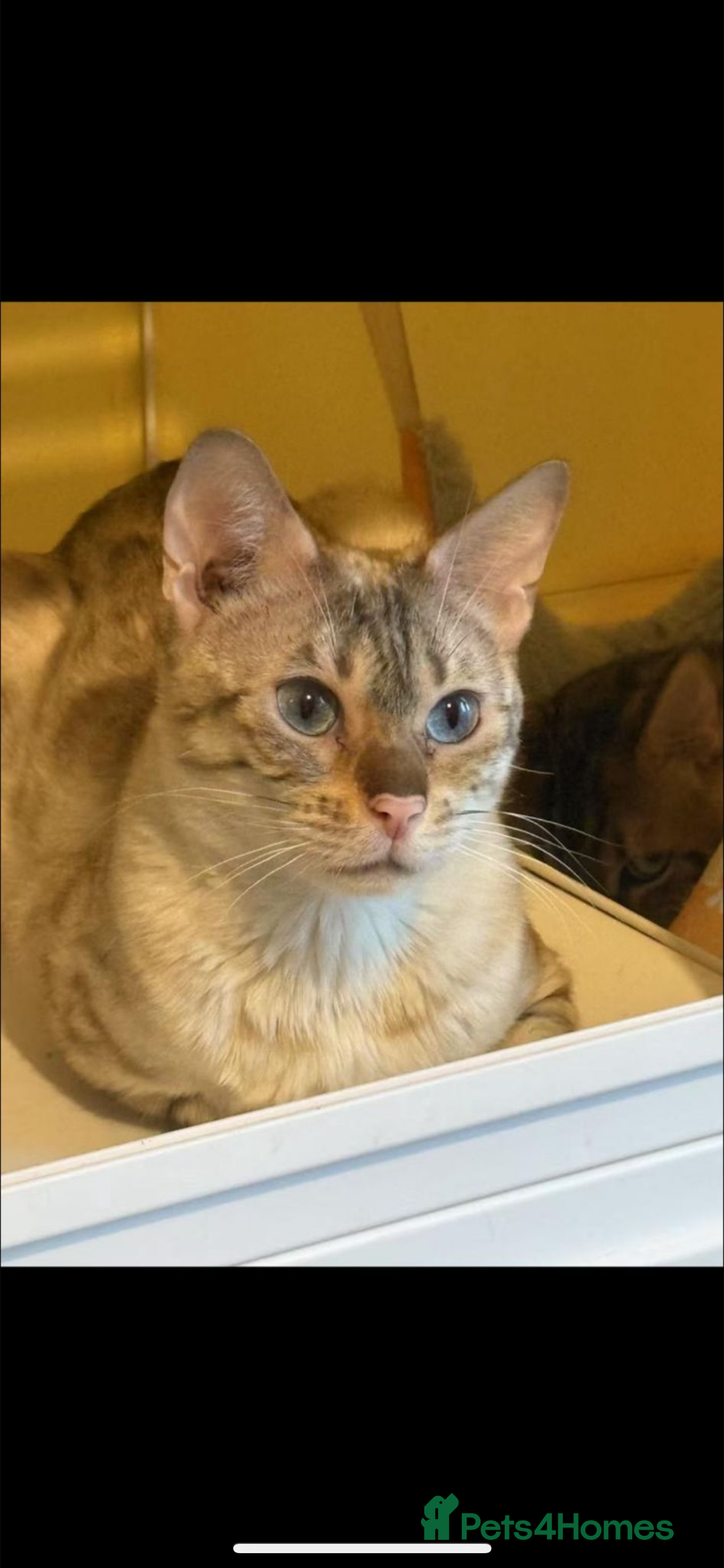 Bengal cats for sale: Snow lynx bengal male  - Image 2