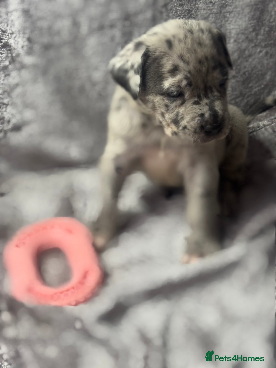 Neapolitan Mastiff dogs for sale: 💙 Neapolitan Mastiff Puppies champion bloodline💙 - Advert 6