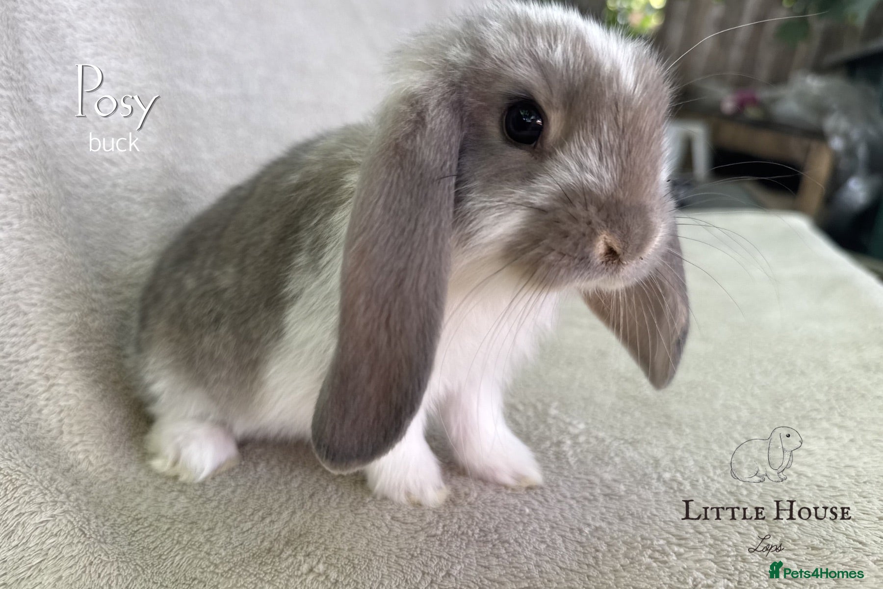 French Lop rabbits Quality Showline French Lop Bunnies - Advert 1