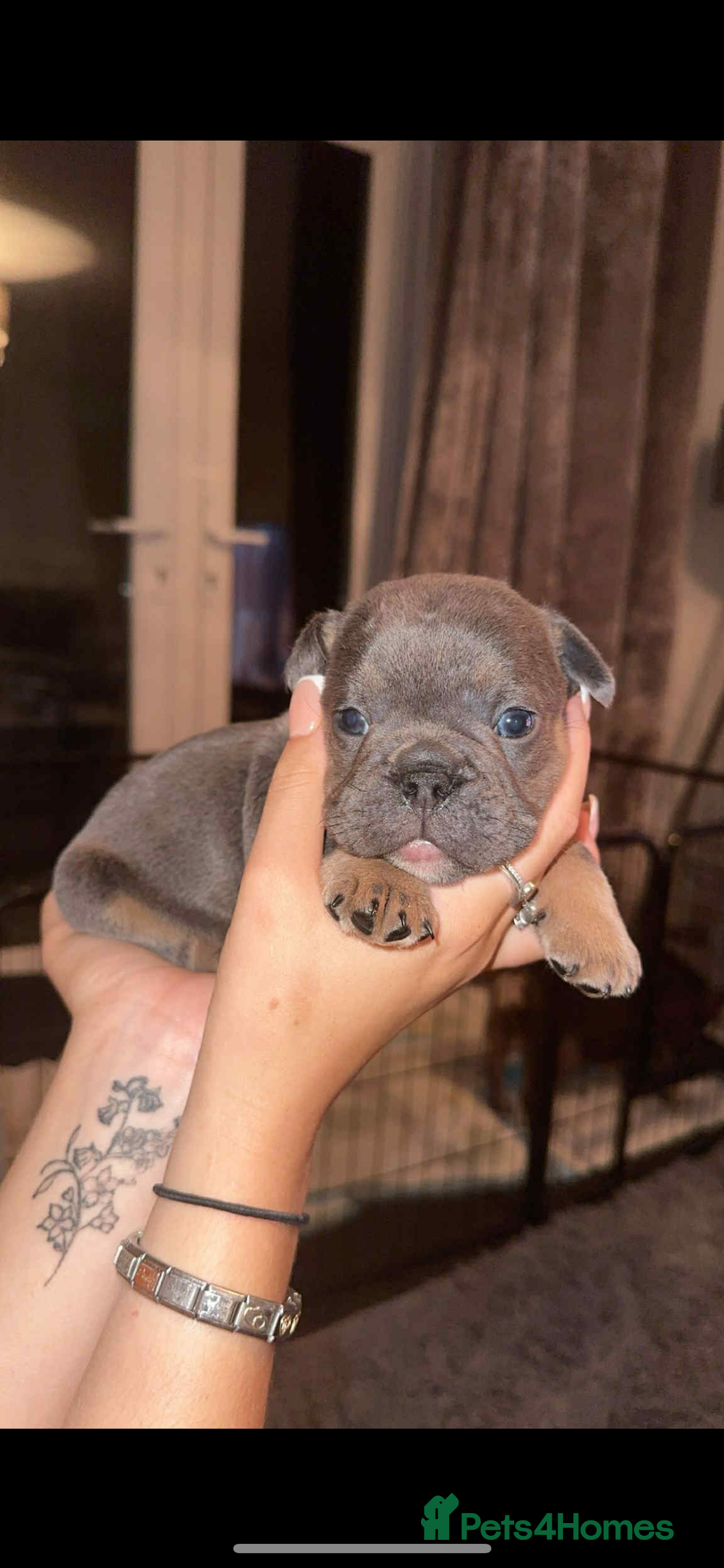 French Bulldog dogs for sale: Beautiful British x French bulldog Puppies - Image 26