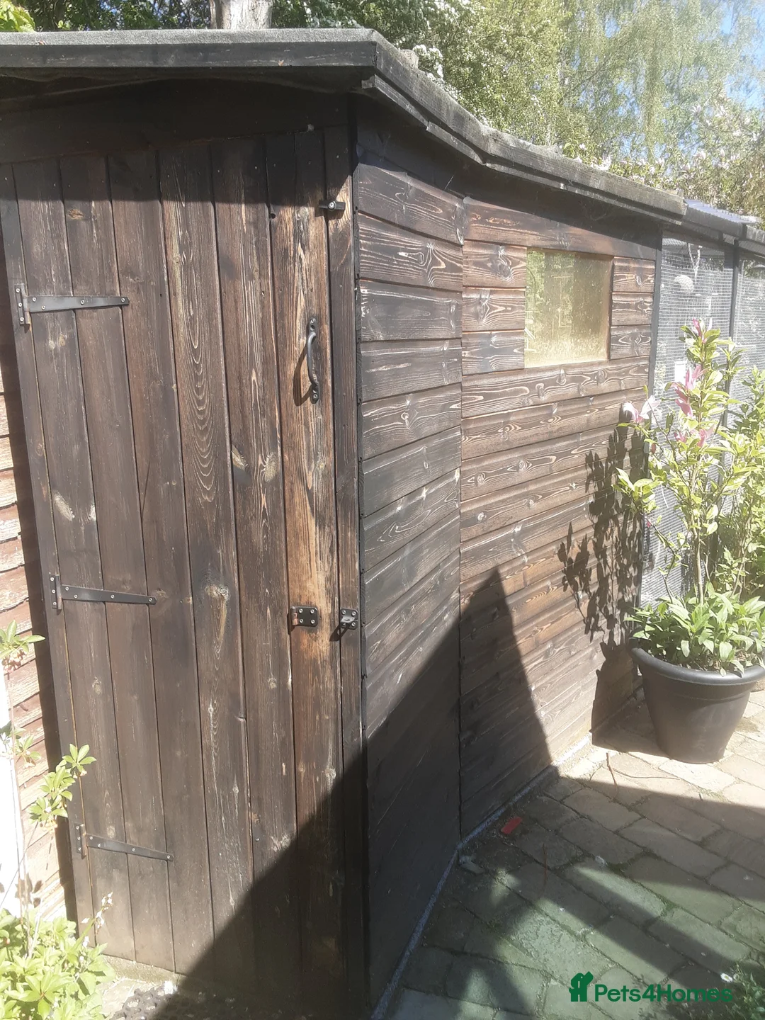 Budgerigars birds for sale: Budgie aviary and budgies - Advert 2