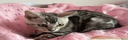 Bengal cats for sale: Silver Grey Male TICA Kitten - Advert 3
