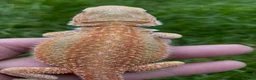 Bearded Dragon reptiles for sale: Bearded Dragon 5* Licensed Breeder Red Orange Blue in Castle Cary - Advert 6