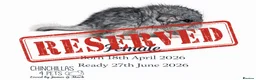 Chinchilla rodents for sale: Chinchilla Kits For Sale  - Advert 11