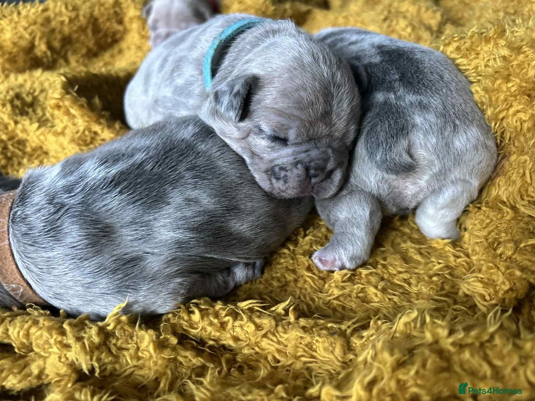 French Bulldog dogs for sale: Lilac Merle and Cream ghost Merle  in Stoke-on-Trent - Image 22